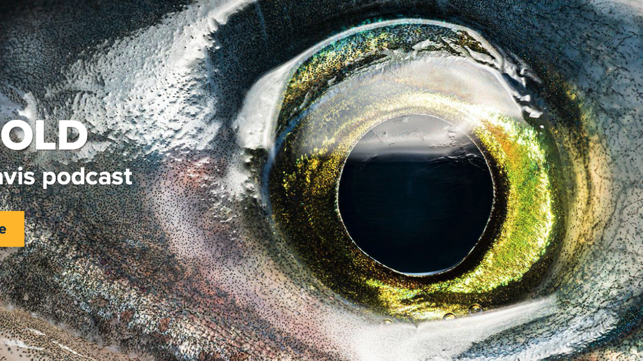 banner image for unfold podcast; this series it is a fish's eye up close 